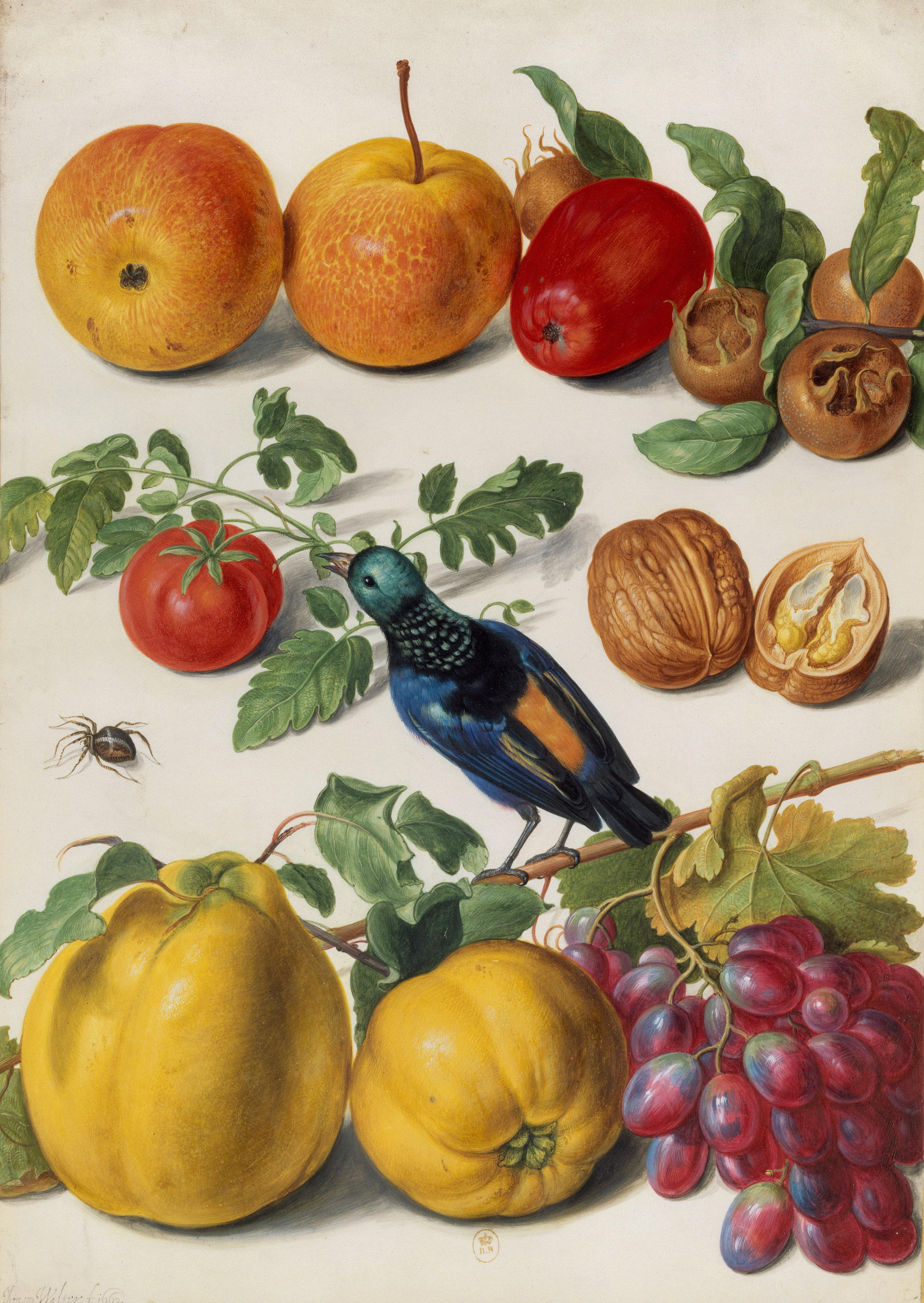 Johann Walter der Ältere (1603–1676/7). Früchte, Nüsse, Tomate, ein Vogel (Tangara fastuosa) und eine Spinne, aus dem Florilegium des Grafen von Nassau-Idstein, Idstein und Straßburg, 1662. Deckfarben auf Pergament, 42 x 29 cm. Bibliothèque Nationale, Paris. Foto: Bibliothèque nationale de France