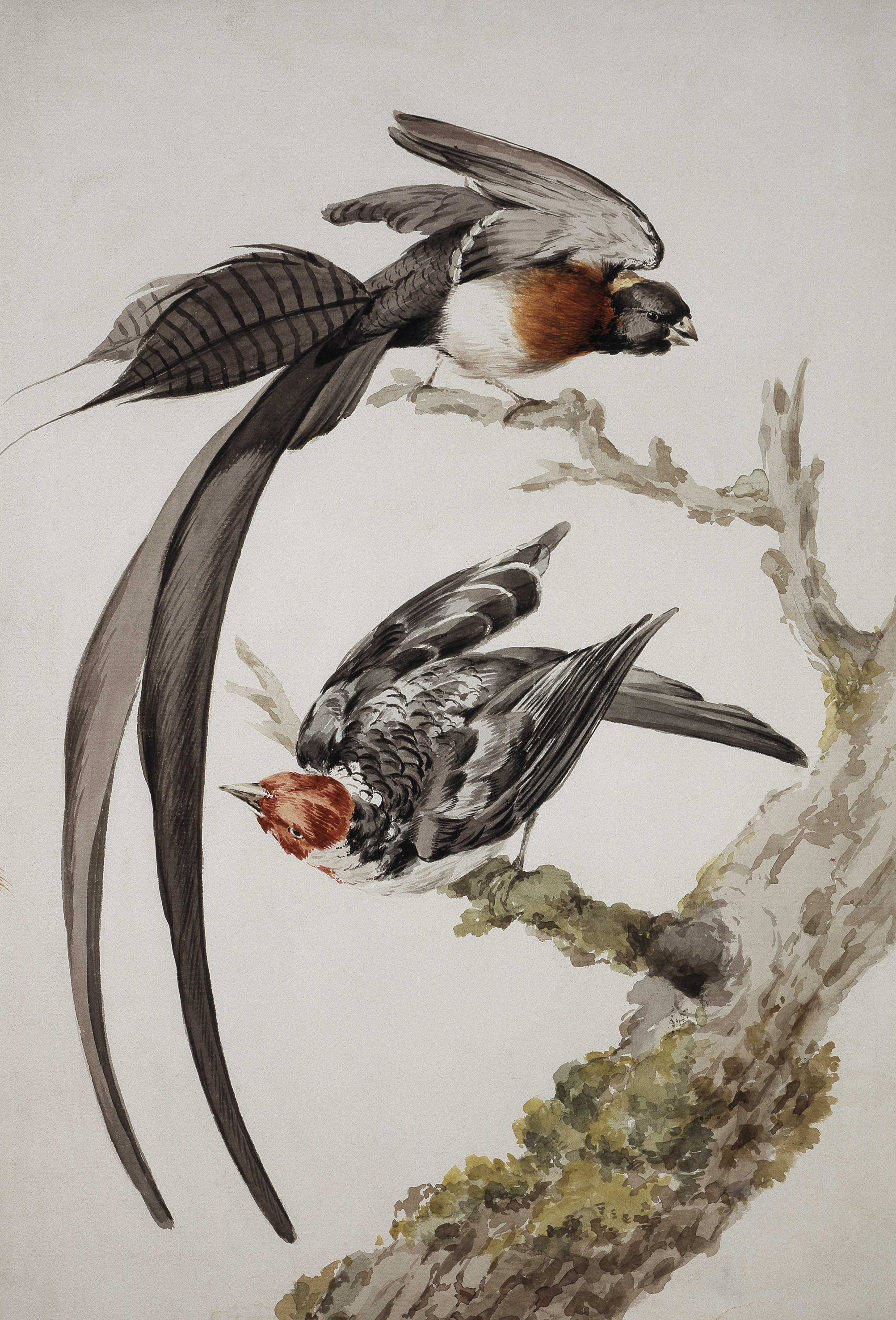 Aert Schouman (1710–1792) Eine Spitzschwanz-Paradieswitwe und ein Dominikanerkardinal Aquarell und Deckfarben über schwarzer Kreide auf Büttenpapier 370 × 252 mm Städel Museum, Frankfurt am Main Foto: Städel Museum – U. Edelmann