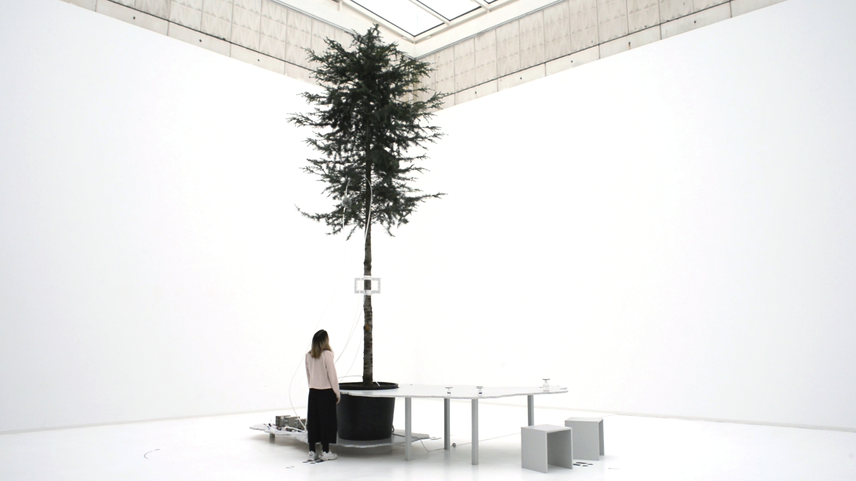 Agnes Meyer-Brandis: One Tree ID - How to become a tree for another tree. 2019. Copyright Agnes Meyer-Brandis. VG Bild-Kunst, Bonn 2019