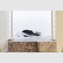 ©: 2025, Fotograf: Dominik DreselPeles Duo: fossil portal I, 2018/2025, Din A3 Farbkopien und mid-process, 2025, Terra Nigra Ton, Plastikfolie / 